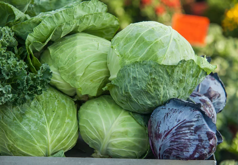 Cabbage