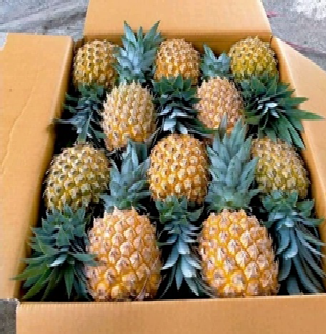 Pineapple