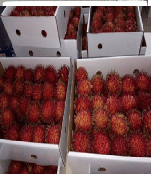 Rambutan